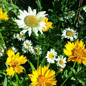 Meet your Posher, Alexandra